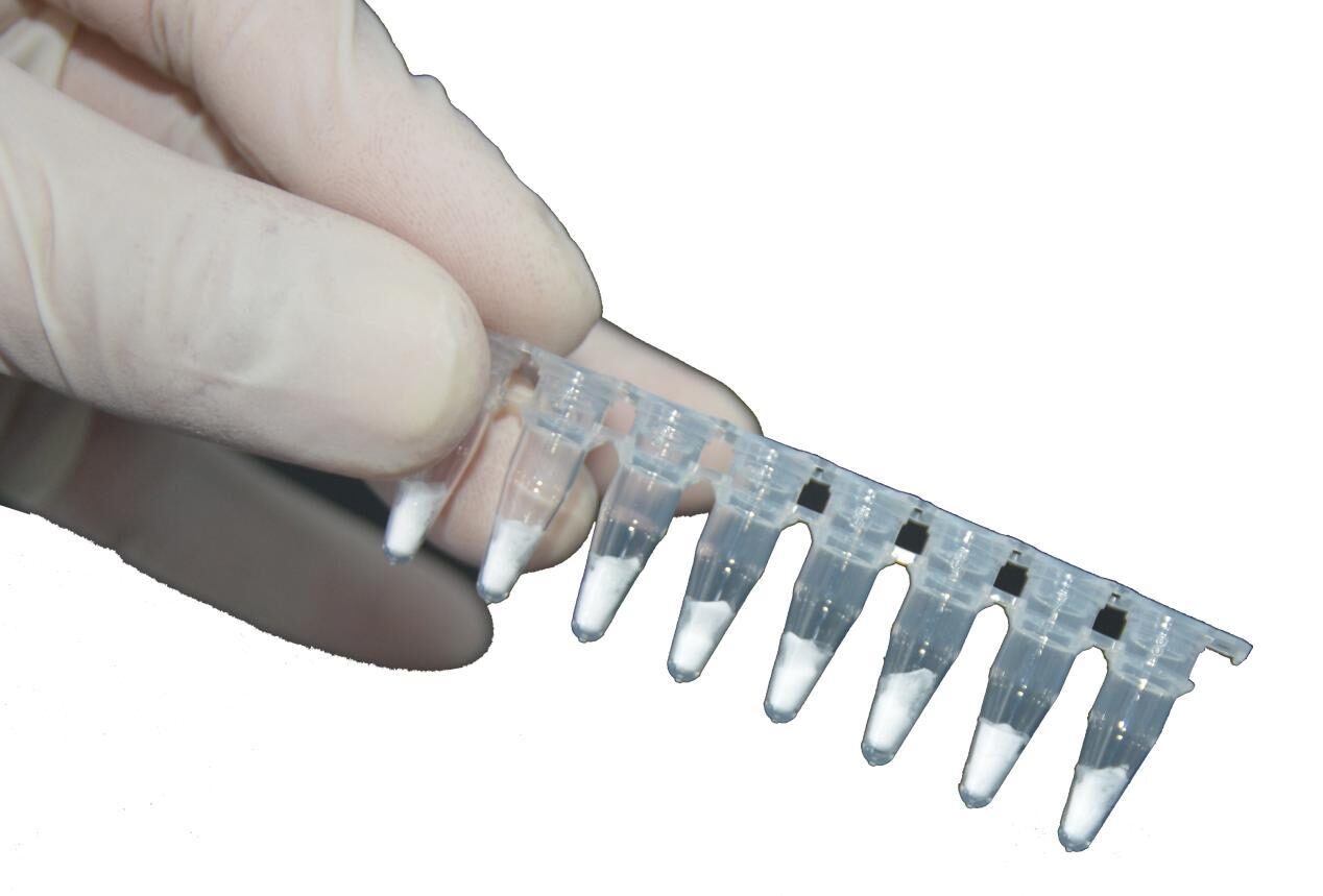 Gloved hand holding a strip of lyophilised RAA reagent tubes